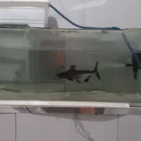 اکواریم