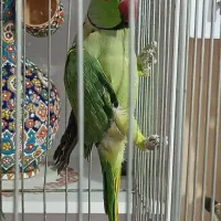 یک جفت طوطی ملنگو نر ماده|پرنده|مشکیندشت, |دیوار