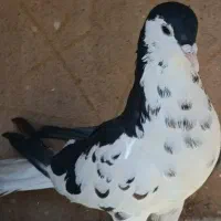 جفت افشون|پرنده|تربت‌حیدریه, شهرک ولیعصر|دیوار