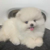 توله سگ پامرانین پامر