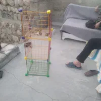 قفسه کتاب
