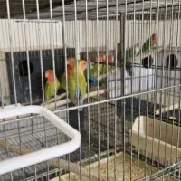 کوتوله و عروس هلندی