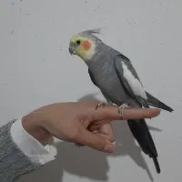 عروس هلندی|پرنده|ساوه, |دیوار