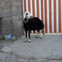 بره قوچ کله عروس