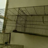 قفس قناری