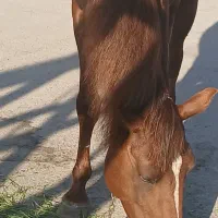 اسب نر ۳ساله