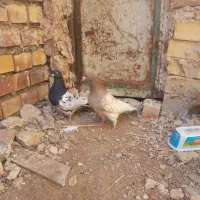 جفت کله ضمانتی از لحاظ هوش