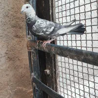 مجسمه کبوتر زنده|پرنده|طبس, |دیوار