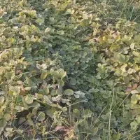 نهال خان ببین