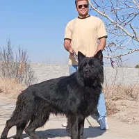 مجموعه guard dogs club توله های در عکس موجود هستن|سگ|ماهدشت, |دیوار