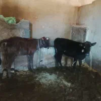 دوراس گوساله ماده
