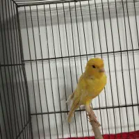 قناری رسمی بلند قرص بخون