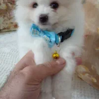 لوازم‌پت پامر باکس فنس کوله|لوازم جانبی حیوانات|شاهرود, |دیوار