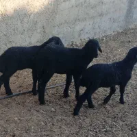 بره شیری و علف خور افشار|حیوانات مزرعه|شیراز, کوشک بیدک|دیوار