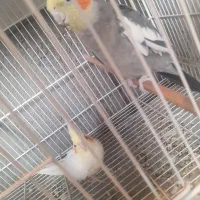 ی جفت عروس مولد ب ضمانت