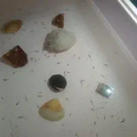 سلام جوجه ماهی گوپی هر جوجه ماهی 25000تومان است