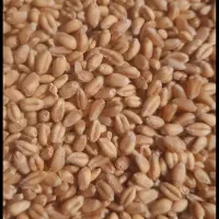 بذر گندم سارنگ