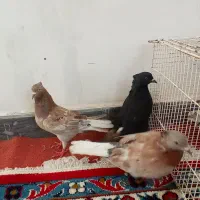 کبوتر ذاغ دم سفیدنر سه عدد سرور دم سفید ماده|پرنده|آزادشهر, |دیوار