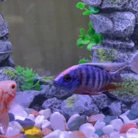 ماهی سیچلاید|ماهی|الوند, |دیوار