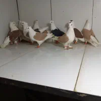 دسته ۱۱تایی پرشی پشت رنگ