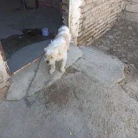 سگ خانگی 2ساله|سگ|میاندوآب, |دیوار