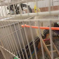 عروس هلندی جفت تخمگذار|پرنده|تربت جام, شهرک معلم|دیوار