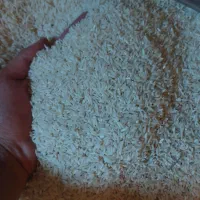 برنج هاشمی امسال