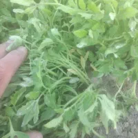 شتیل گوجه بذر کانیون