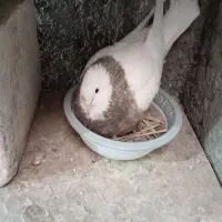 کفتر جوجه طوقی