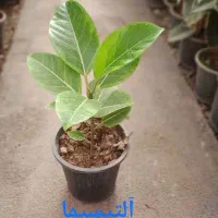 گل فیکوس|گل و گیاه طبیعی|محلات, |دیوار