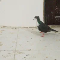 کرواتی سیاه کاکلی نر