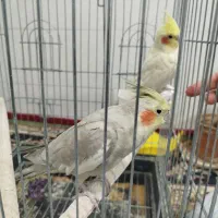 عروس هلندی جفت