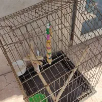 قفس عروس هلندی طوطی سانان