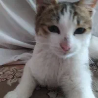 گربه|گربه|شیروان (خراسان), |دیوار