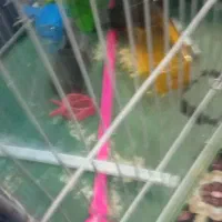 قفس|لوازم جانبی حیوانات|کرمان, |دیوار