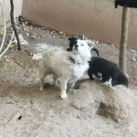 سگ فروشی|سگ|اقبالیه, |دیوار