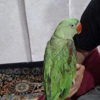 طوطی