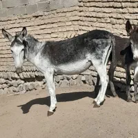 الاغ ماده ۵سال باکره ۳ماهه|حیوانات مزرعه|رودهن, |دیوار