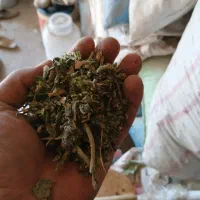 تنباکو