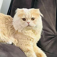 **10 میلیون ت مژدگانی**|حیوانات|ساوه, |دیوار