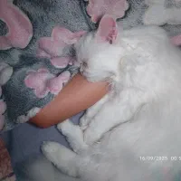 گربه|گربه|قم, حاج زینل|دیوار