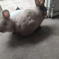 خرگوش|موش و خرگوش|مسجد سلیمان, |دیوار