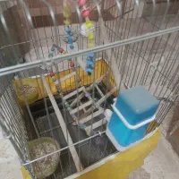 قفس پرنده بزرگ