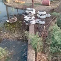 غاز