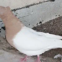 کبوتر