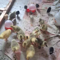 جوجه غاز محلی