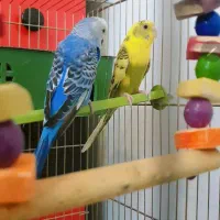 یک جفت مرغ عشق