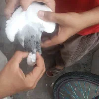 طوقی|پرنده|دهدشت, |دیوار