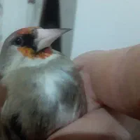 سهره|پرنده|رفسنجان, |دیوار