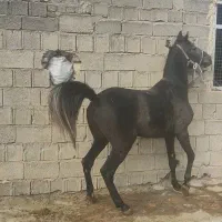 نریان شجره دارخوش فنوتیپ